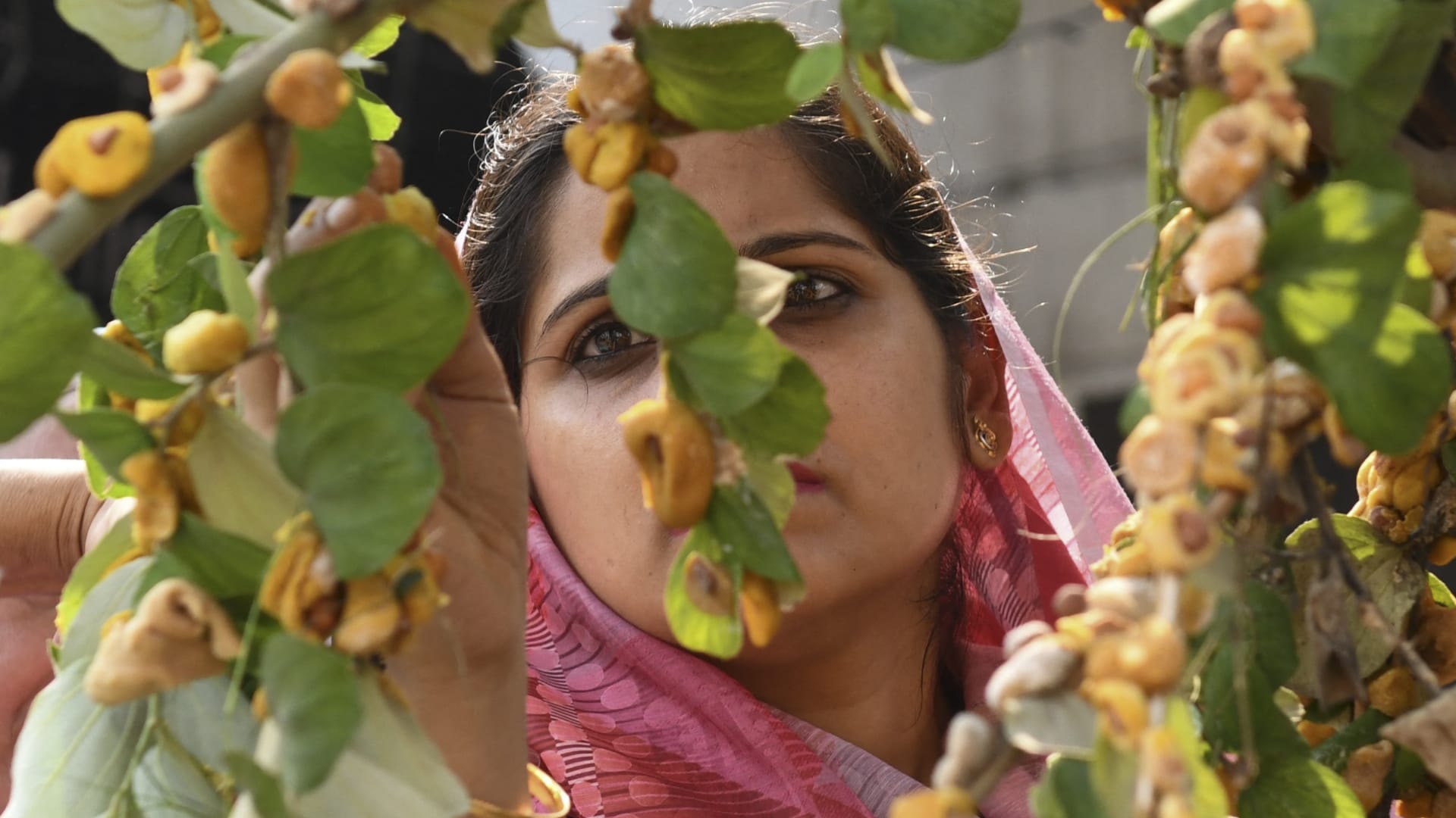 من وصفات الجدّات إلى الصالونات الفاخرة.. السدر الهندي في عالم العناية بالجمال