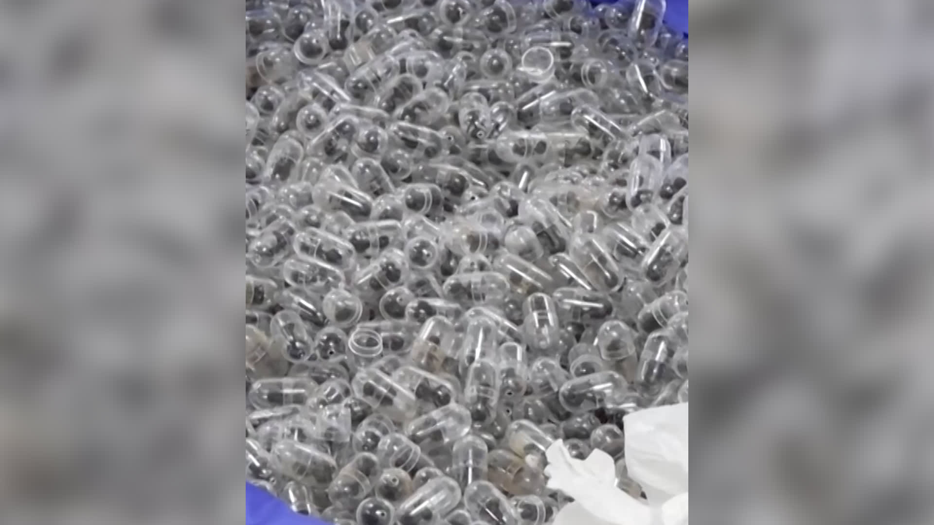 مغلف داخل كبسولات.. ضبط أكثر من 2000 نملة حية في أمتعة رجل