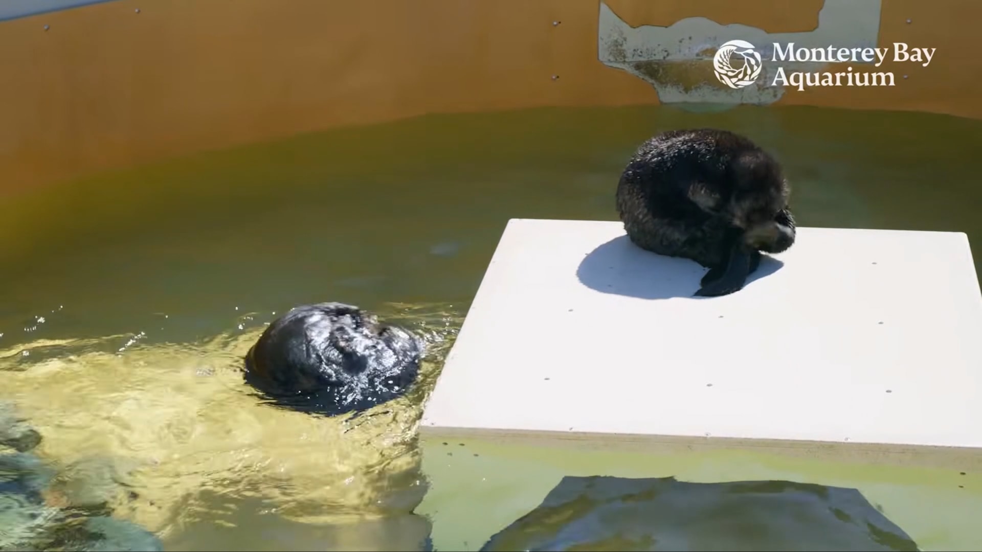 للمرة الأولى.. ثعلبا بحر يتيمان صغيران يخطفان الأنظار في حوض أسماك أمريكي