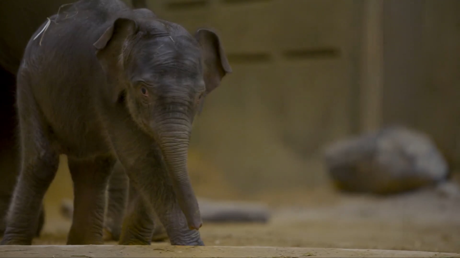 لـ5 أيام فقط.. فرصة نادرة لرؤية أول فيلة آسيوية وُلدت في حديقة حيوانات أمريكية