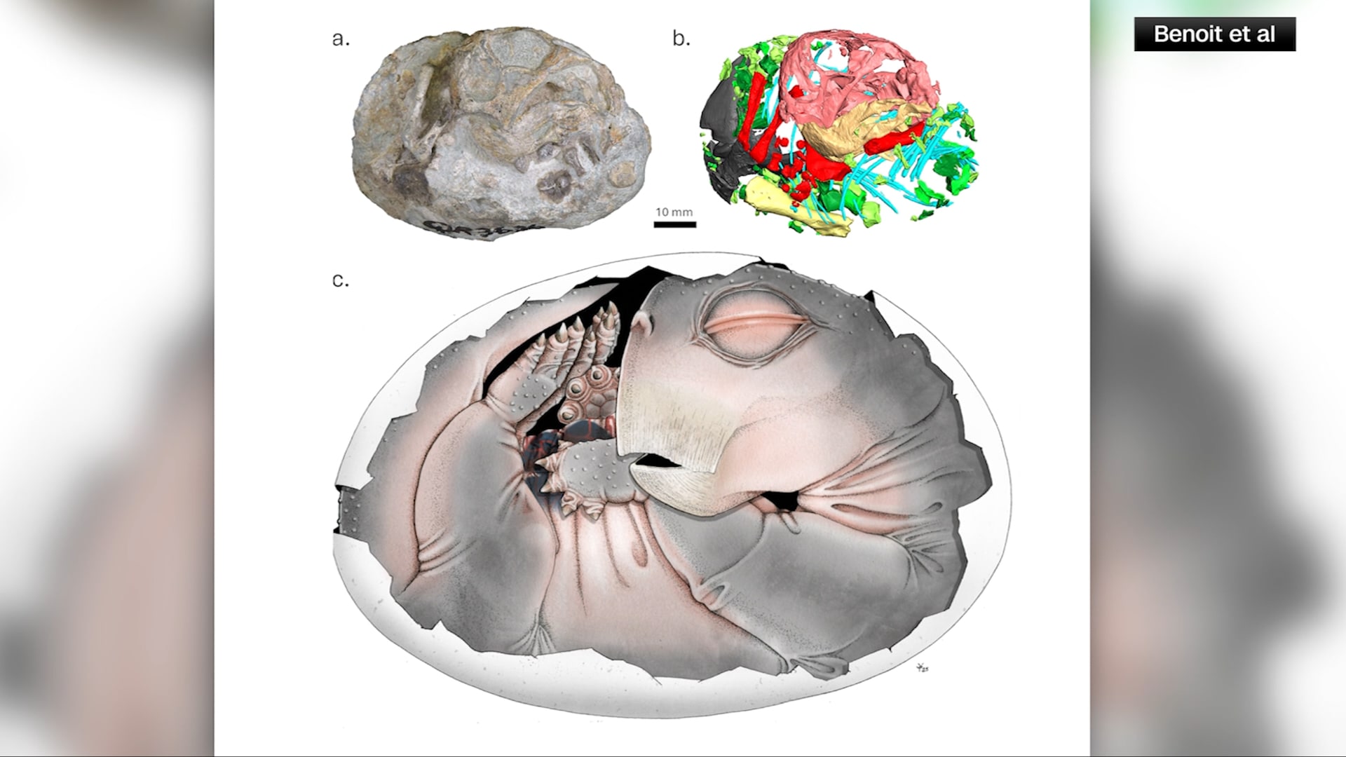 هل كان أسلاف الثدييات يضعون البيض؟ هذا ما كشفته أحفورة عمرها 250 مليون عام