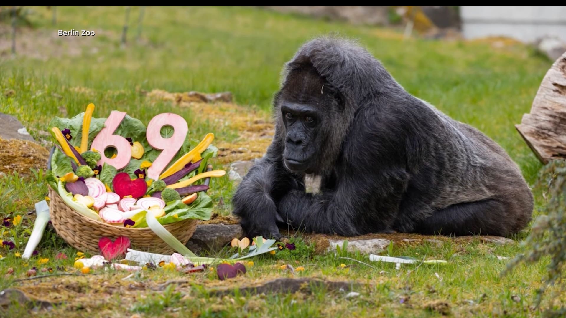 69 عامًا.. قابلوا أكبر غوريلا معمّرة في العالم