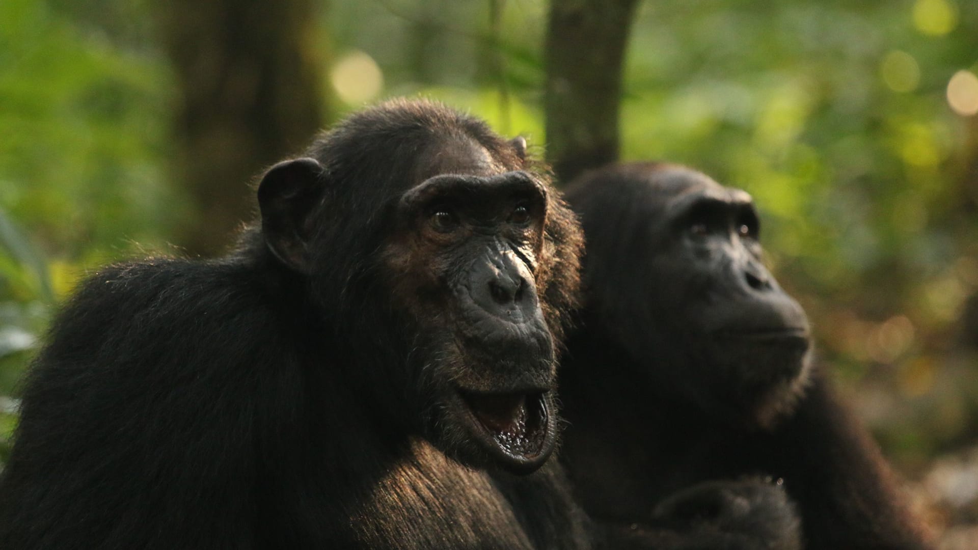 سلوكيات عدوانية وقتلى.. خبراء يرصدون "حربًا أهلية" بين قردة الشمبانزي في أوغندا