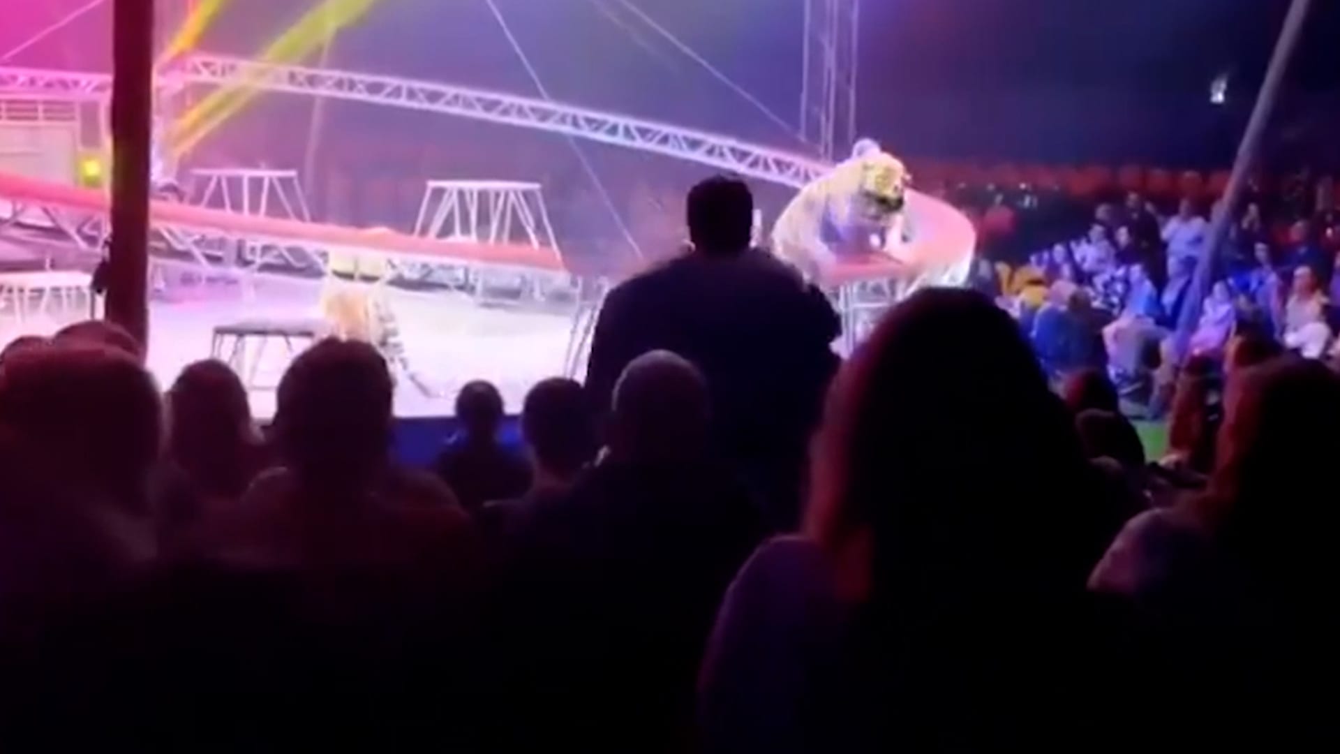 نمر يقفز باتجاه الجمهور أثناء عرض سيرك متنقل في روسيا.. شاهد ما حدث بعدها