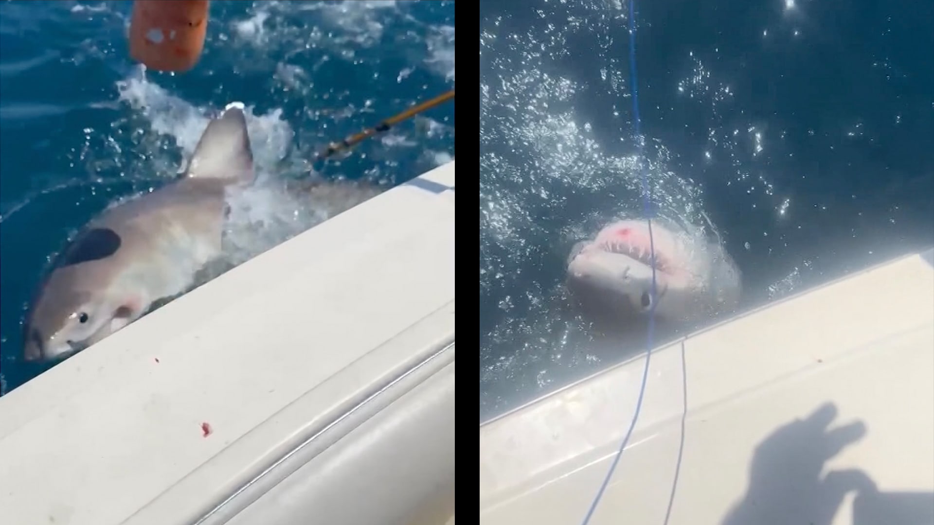 عائلة تصطاد قرشًا أبيض كبيرًا في فلوريدا.. ماذا فعلوا به؟