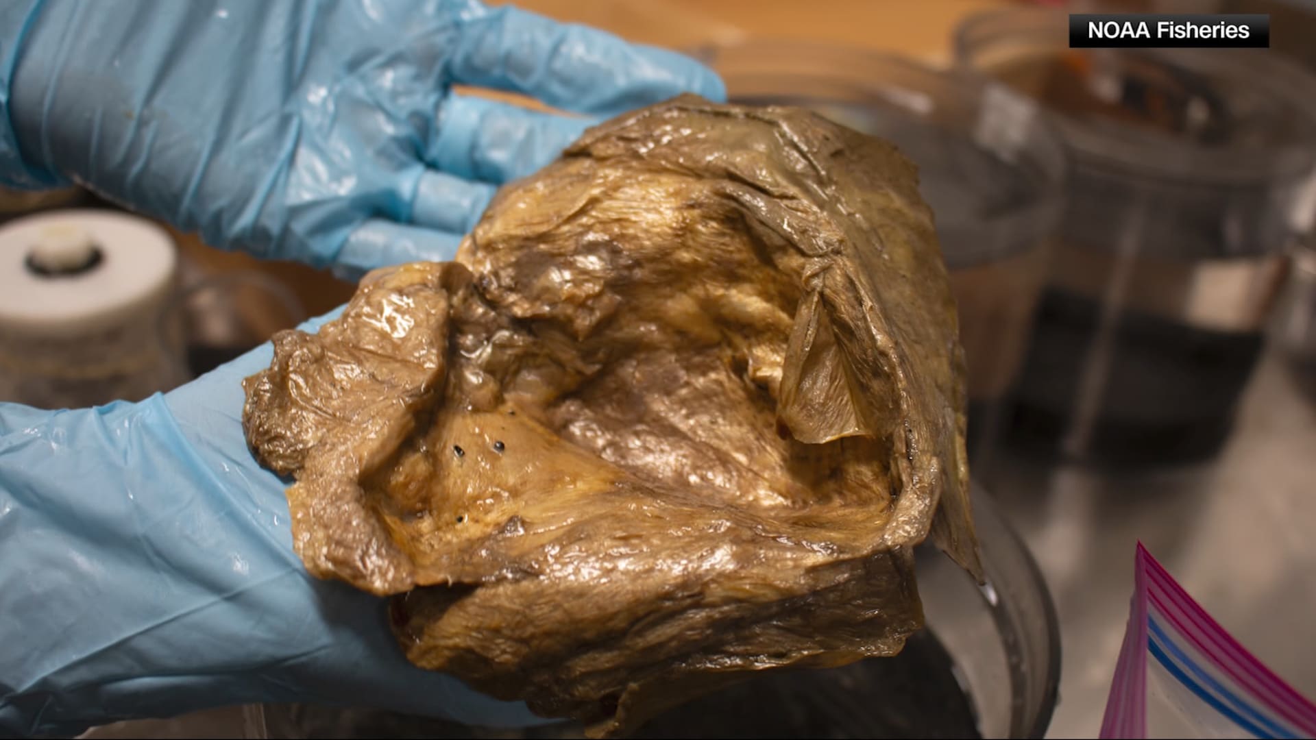 بعد ثلاث سنوات من الغموض.. حلّ العلماء أخيراً لغز "الكرة الذهبية"