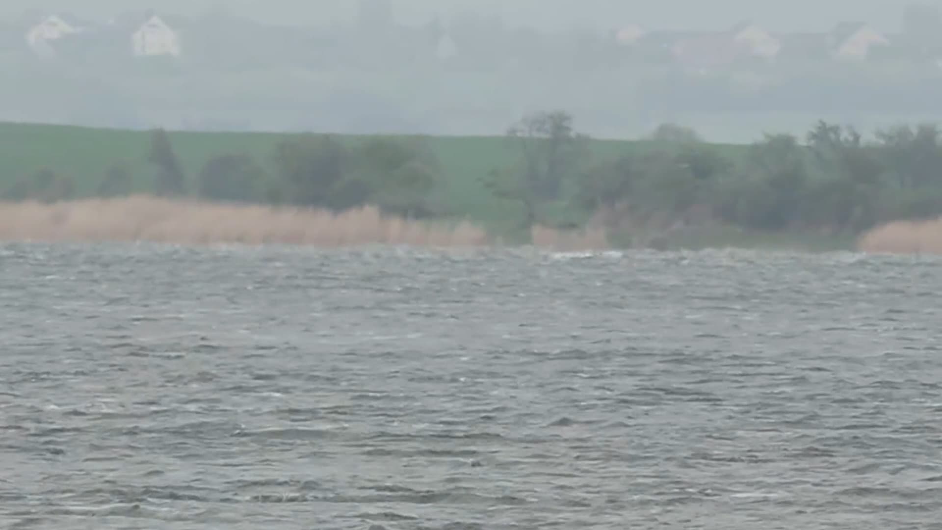 الحوت تيمي يسبح مجددًا بعد أن ظل عالقًا 3 أسابيع في ألمانيا.. لكن هل ضلّ طريقه؟