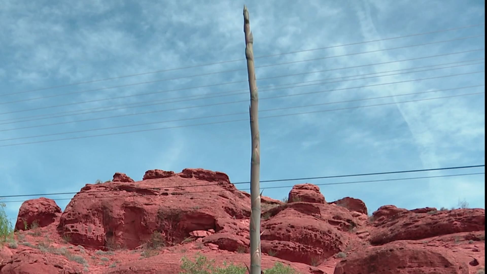 شاهد الإزهار السريع لنبتة أغاف نادرة بارتفاع يتجاوز 5 أمتار