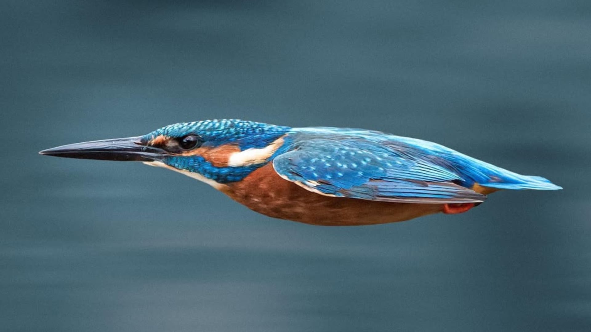 كرصاصة زرقاء تخترق الهواء.. مصور يرصد لحظة خاطفة لطائر الرفراف في التشيك