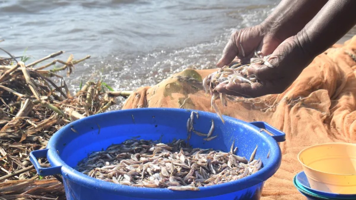 نساء بحيرة فيكتوريا يكسرن المحظورات ويخضن غمار مهنة صيد الأسماك