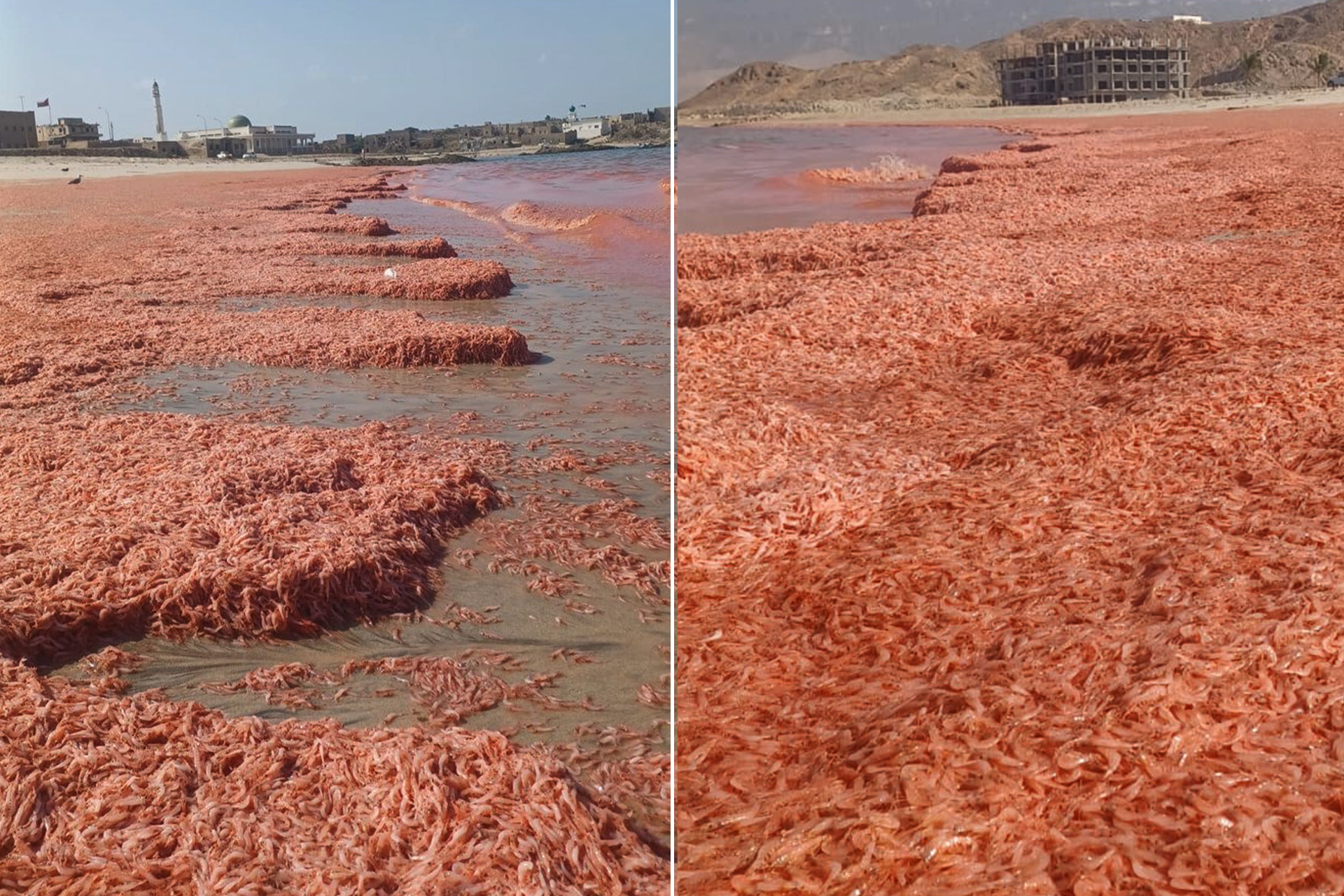 نفوق جماعي للروبيان جنوب عُمان.. مشاهد صادمة والسلطات توضح