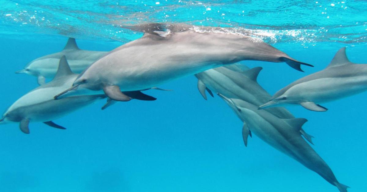 هل تلجأ واشنطن للدلافين لتطهير مضيق هرمز من الألغام الإيرانية؟