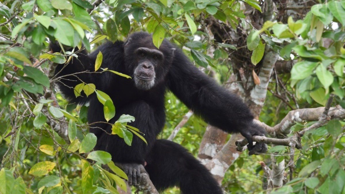 حرب أهلية بين الشمبانزي.. علماء يرصدون كيف انقلب الأصدقاء إلى أعداء