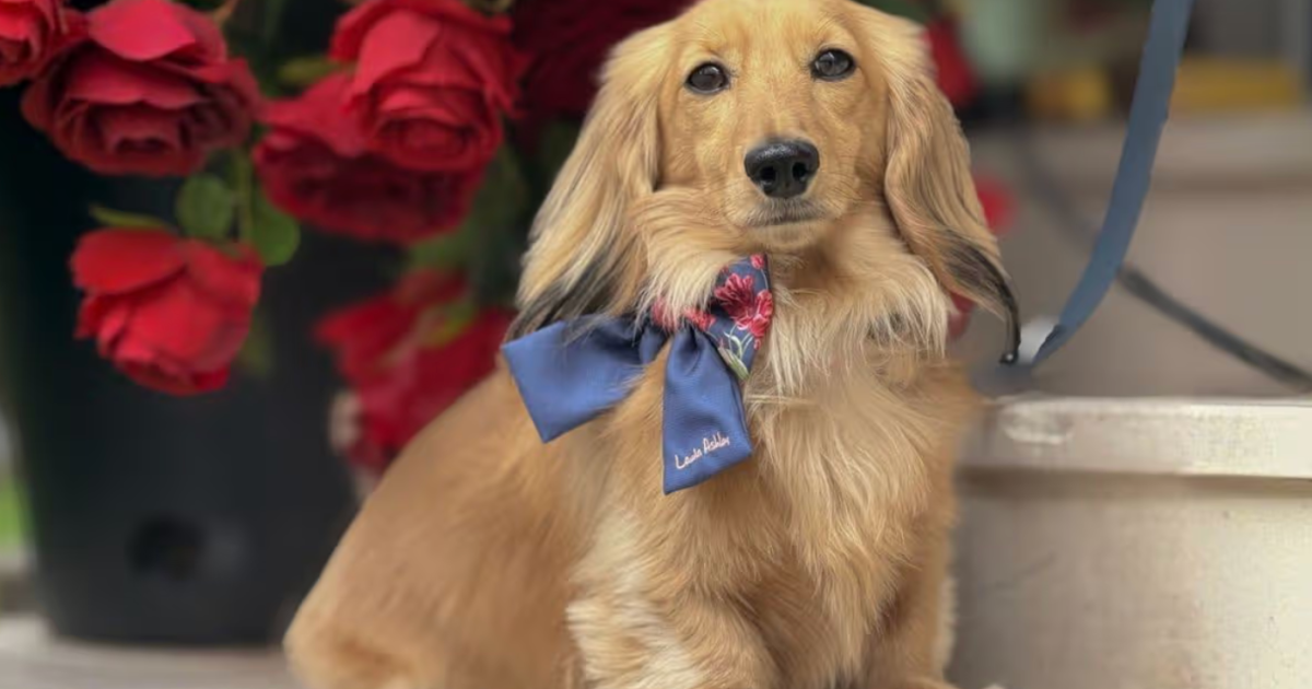 من حيوان أليف إلى نجم رقمي.. كلب بريطاني يمول زفافاً فاخراً