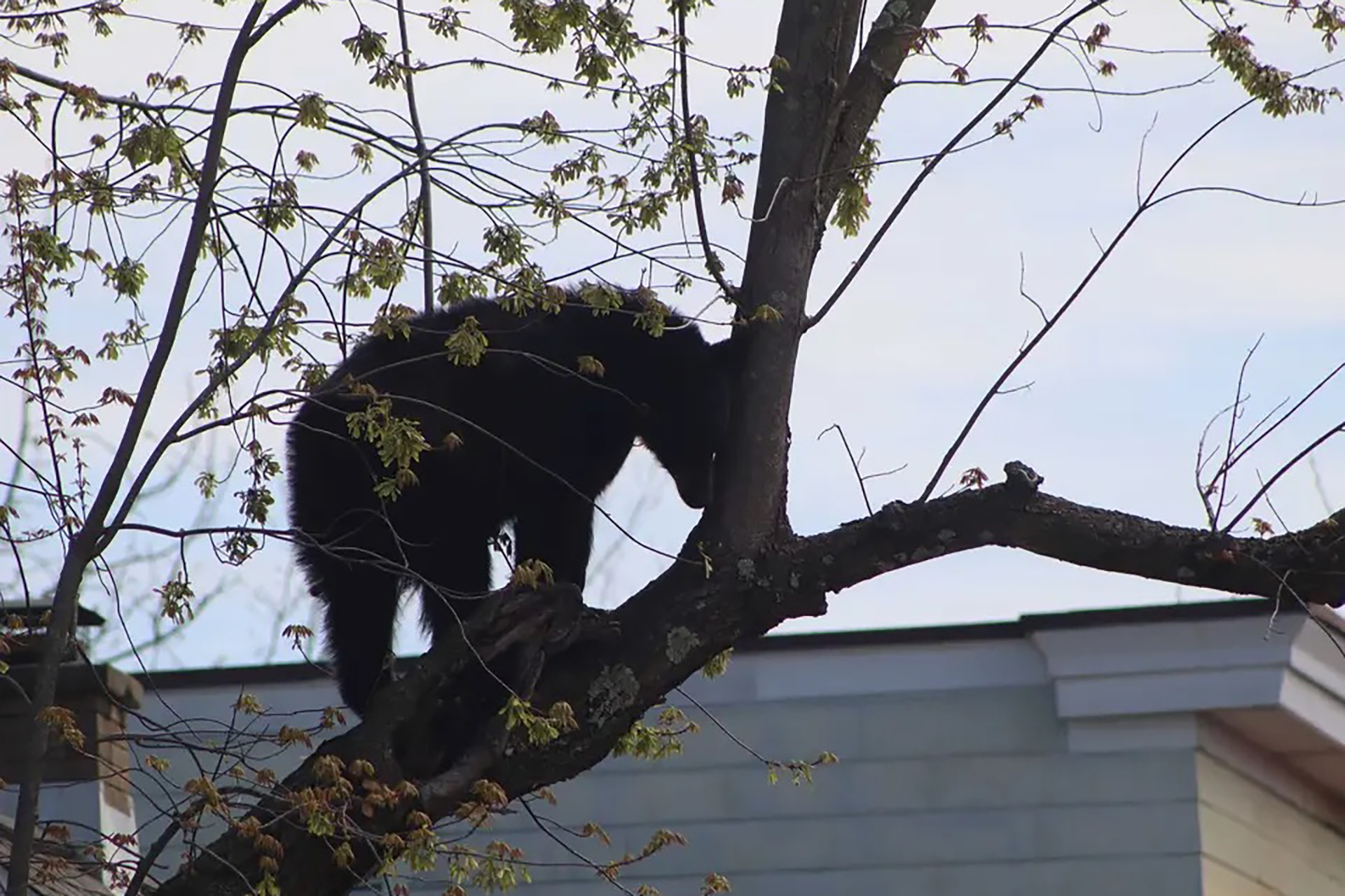 فيديو.. دب أسود يشل حيا سكنيا في نيويورك ونهاية مثيرة على يد الشرطة
