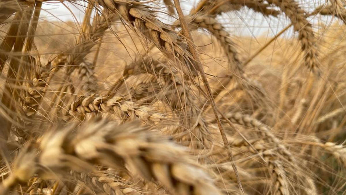 قمح إيران في زمن الحرب.. هل سيضمن خبز المواطن؟