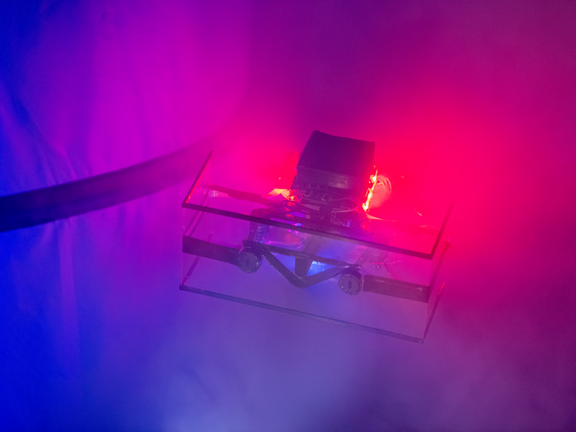 أعجوبة الطيران الموجه.. الخفافيش تلهم العلماء لبناء روبوتات طائرة ذكية