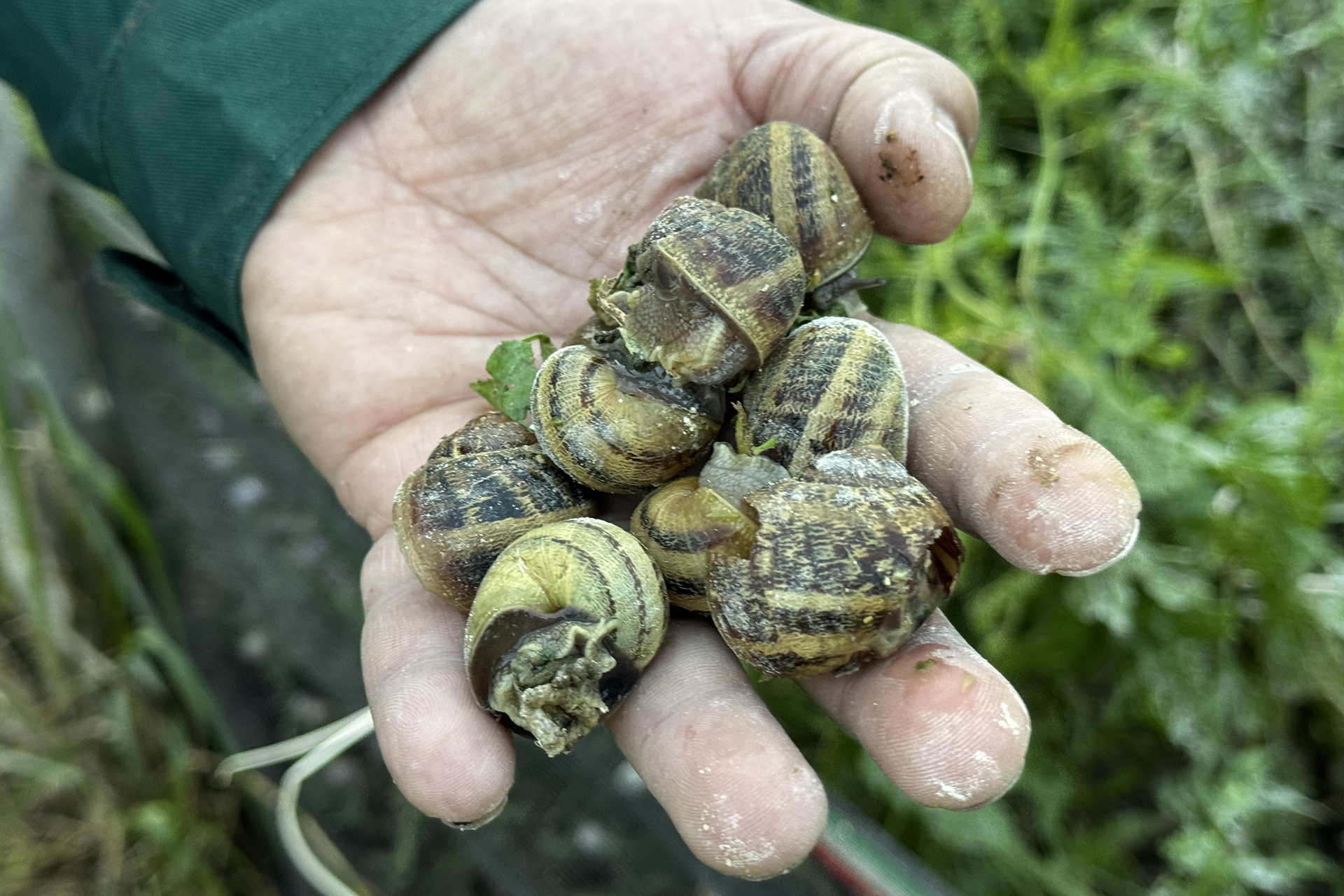 ثروة تمشي ببطء.. هل تتحول مزارع الحلزون في تونس إلى "منجم ذهب" عالمي؟
