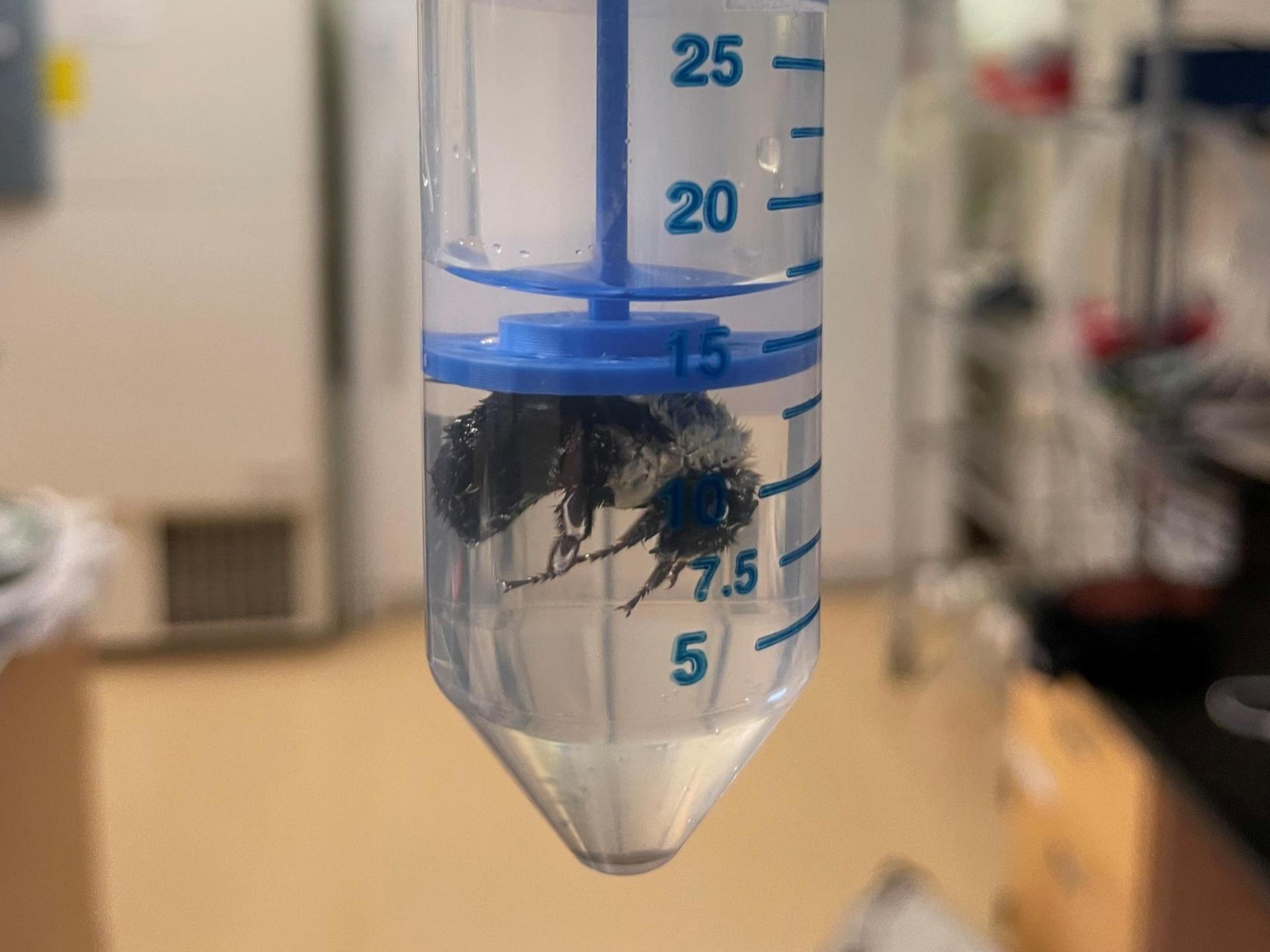 ملكات النحل الطنان تحبس أنفاسها تحت الماء لأيام.. كيف تفعل ذلك؟