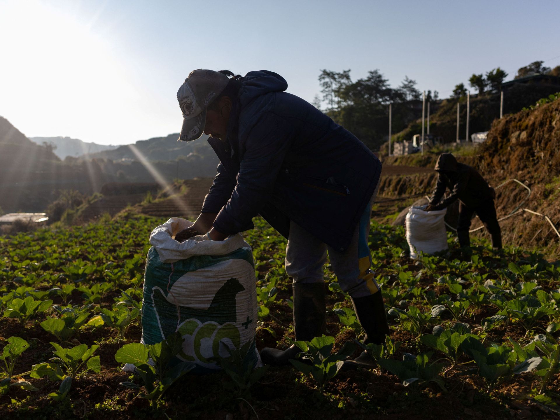 حرب إيران.. نقص الوقود والأسمدة يهدد أهم سلعة غذائية في آسيا