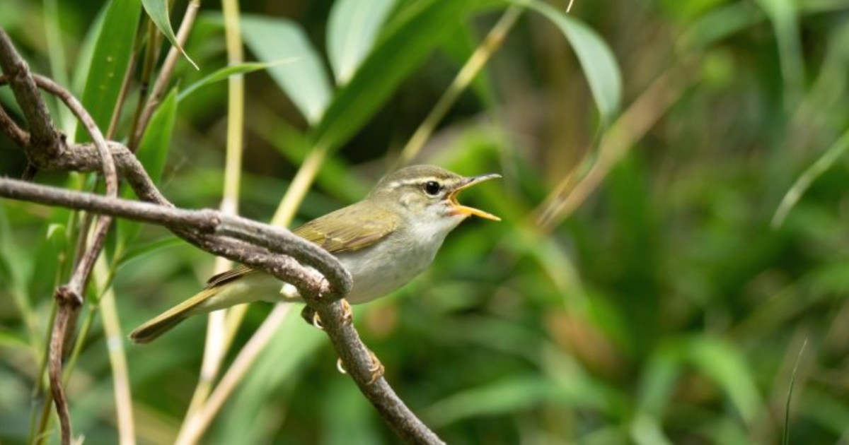 سر أخفاه "توكارا".. تحليل الحمض النووي يكشف طائرا جديدا في اليابان