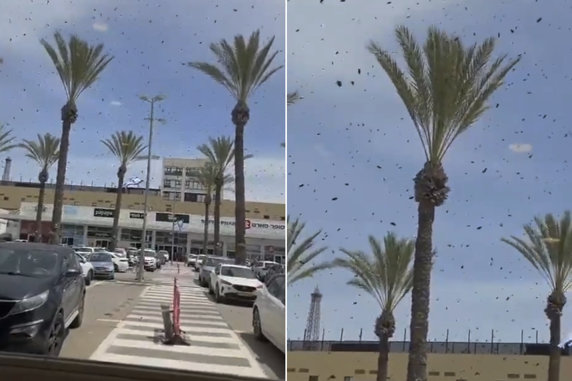 أسراب نحل تثير الذعر في جنوب إسرائيل وتشل الحركة.. ما قصتها؟