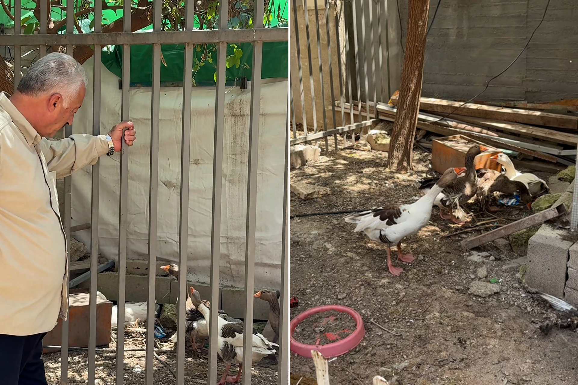 قرار إبعاد إسرائيلي يطال طيورا في القدس