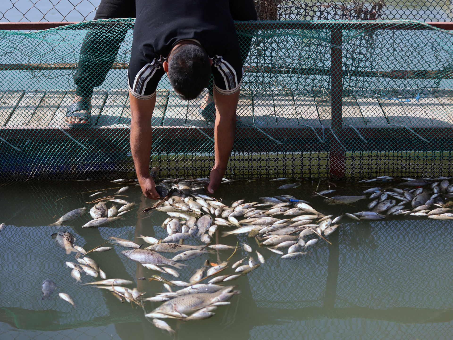 كارثة في دجلة تدفن "تعب العمر".. مربّو أسماك يخسرون رزقهم في ساعات