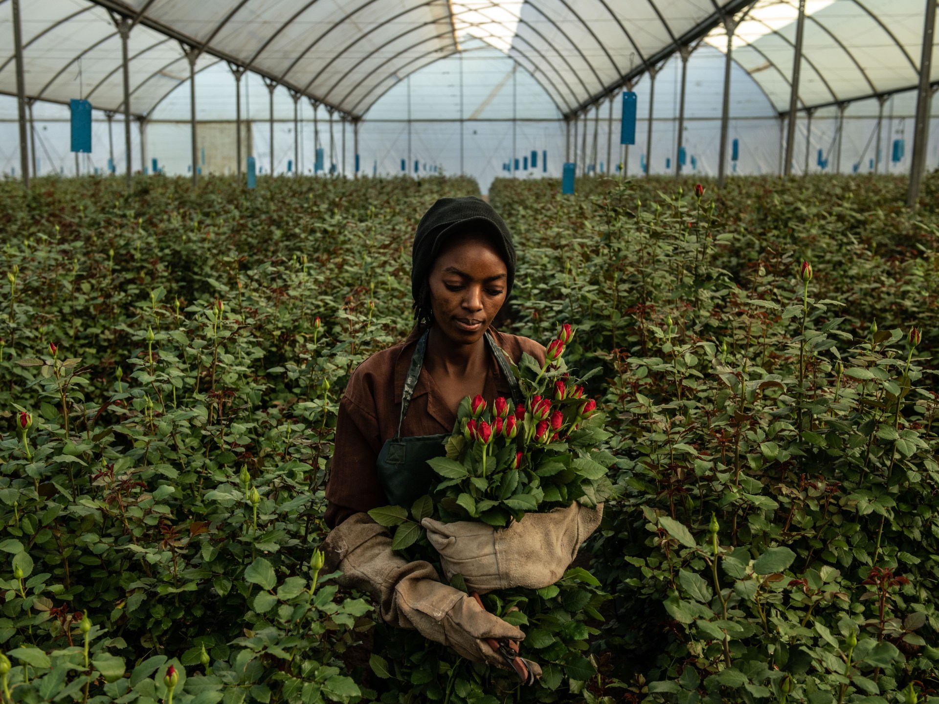 الزهور والسمك والسيراميك وبلاي ستيشن على قائمة ضحايا حرب إيران
