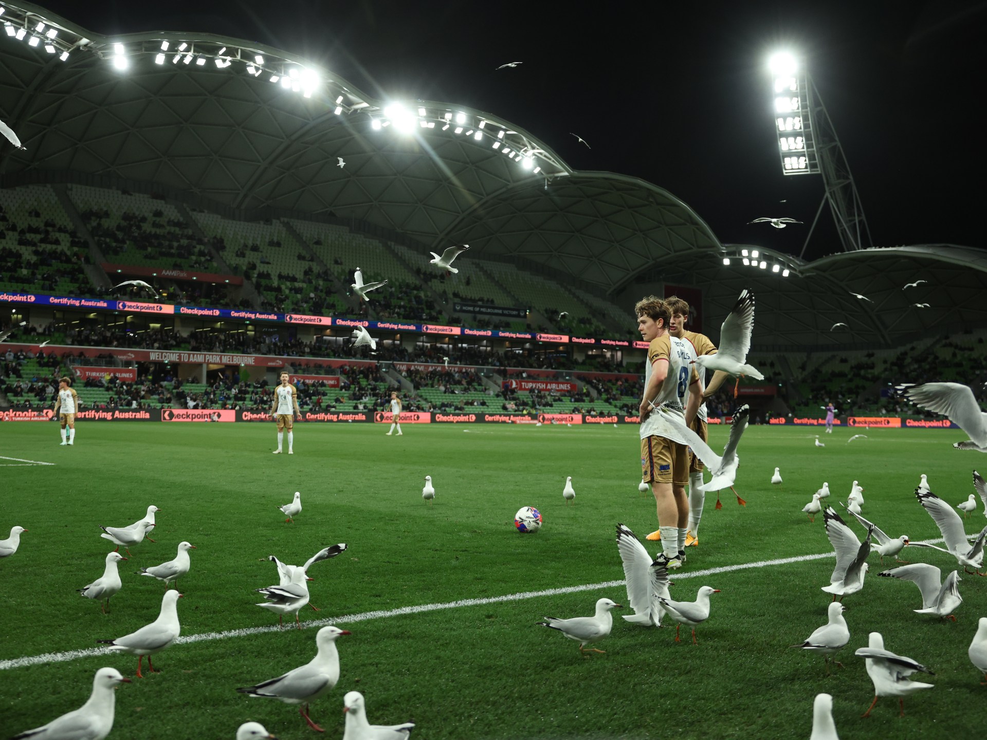 بالفيديو.. "غزو  طيور النورس" يوقف مباراة بالدوري الأسترالي