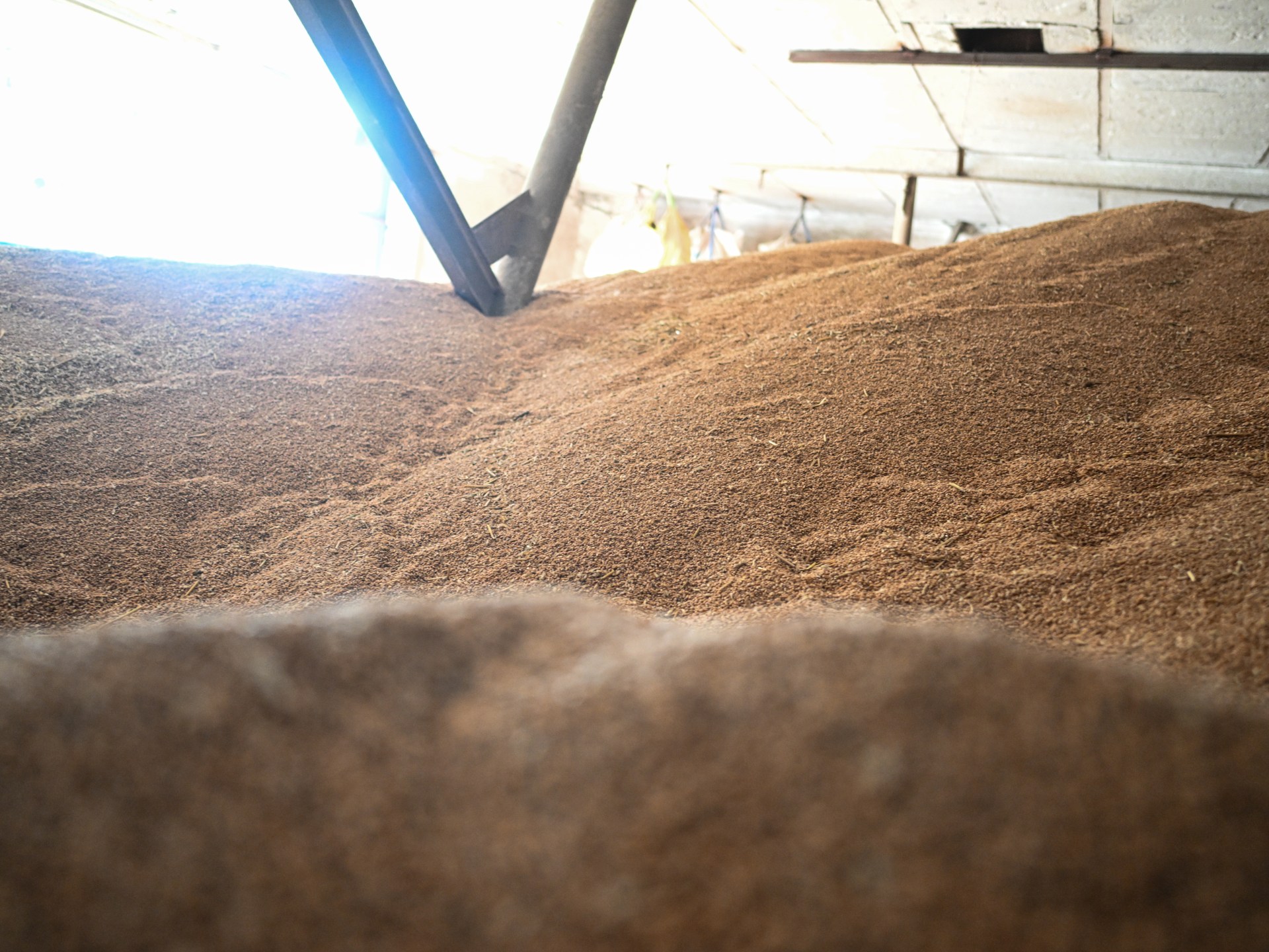 جدعون ليفي: تاريخ شعب الله المختار حافل بسرقة القمح