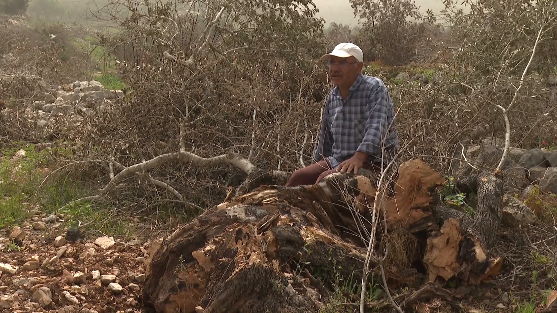 اقتلاع الزيتون في الضفة يوسع التهديد على الأراضي الزراعية الفلسطينية