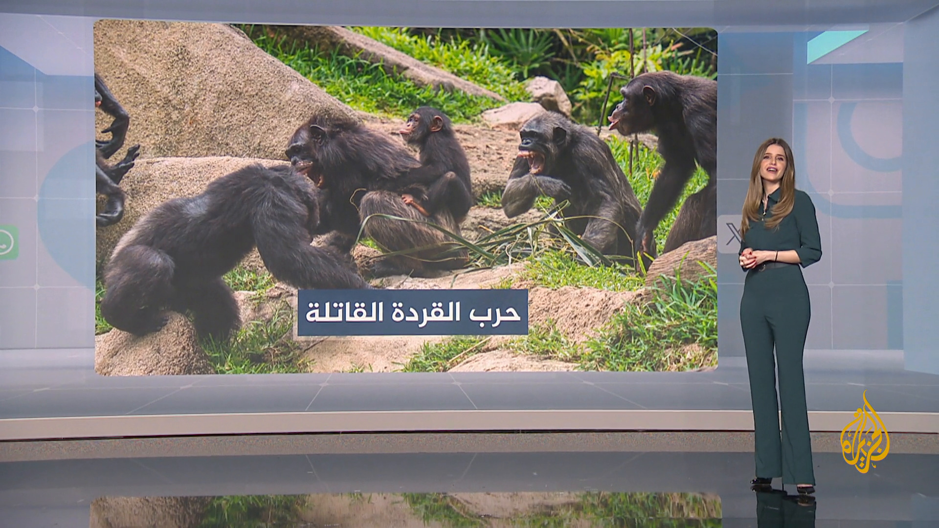 حرب أهلية دموية بين القرود في غابات أوغندا