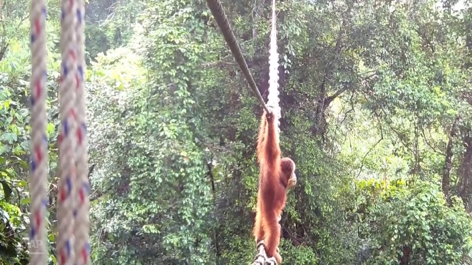 إنسان الغاب يمشي في السماء.. أول عبور موثق يبدد عزلة "مملكة الأشجار" بسومطرة