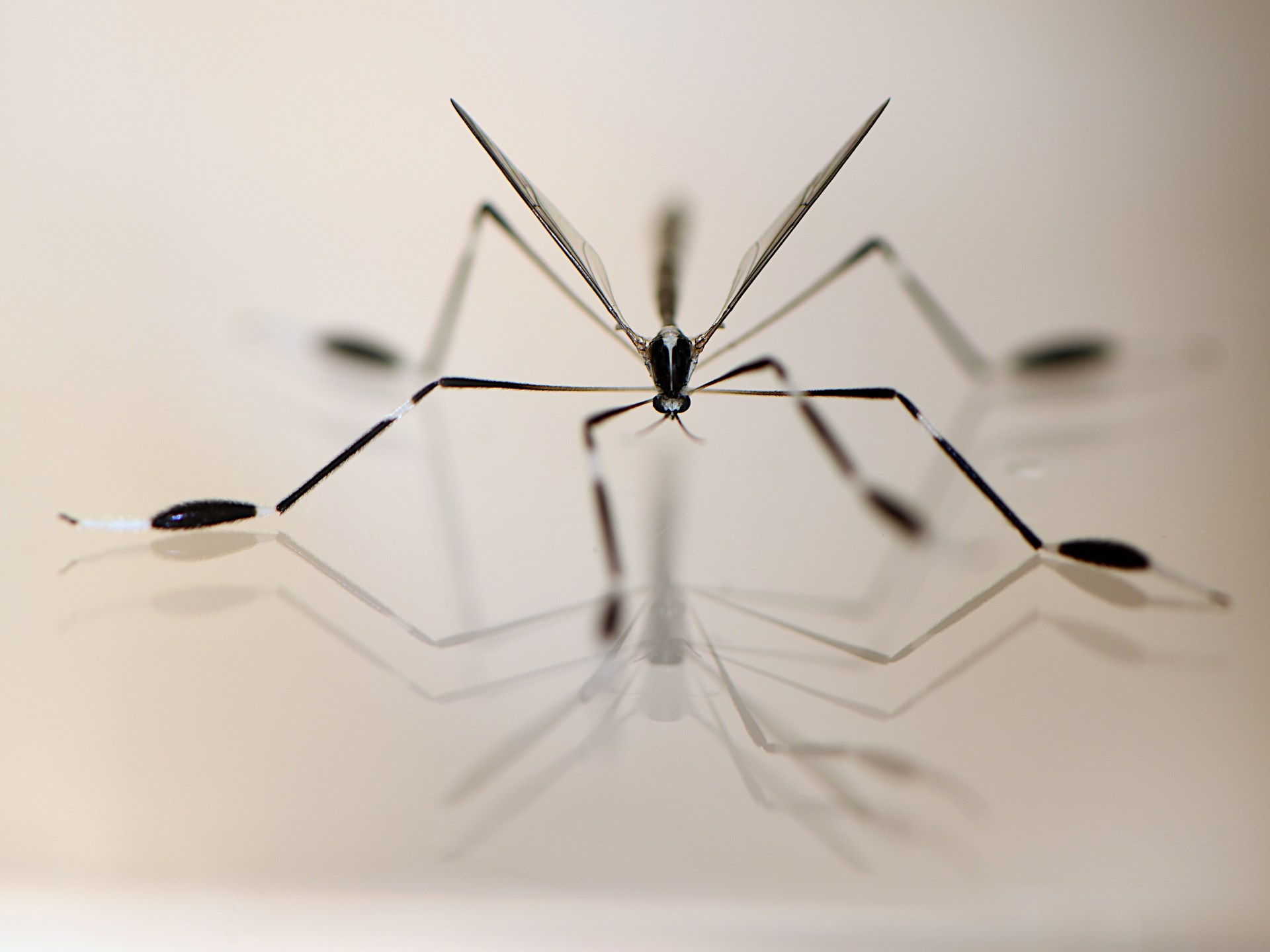 حشرات تطير بأرجلها بدلا من أجنحتها.. كيف يفسر العلم ذلك؟