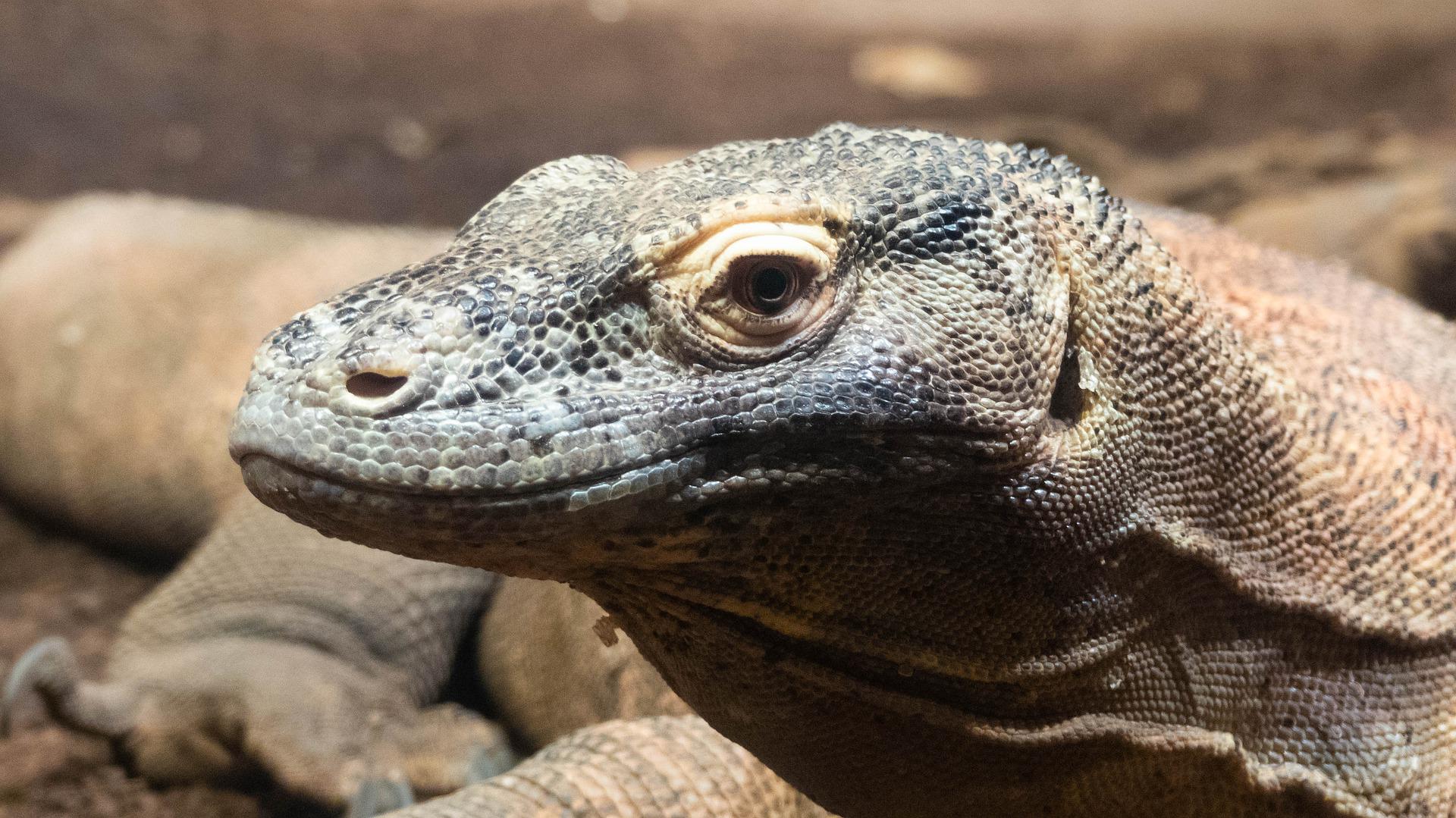 معجزات الخلق.. كائنات تتحكم في درجة حرارة جسدها لتنجو