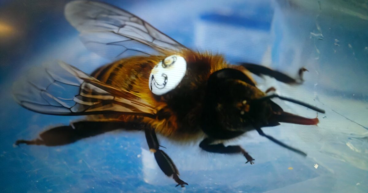 مبيد آفات شائع يعبث بسلوك النحل ويهدد الأمن الغذائي للكوكب بأكمله