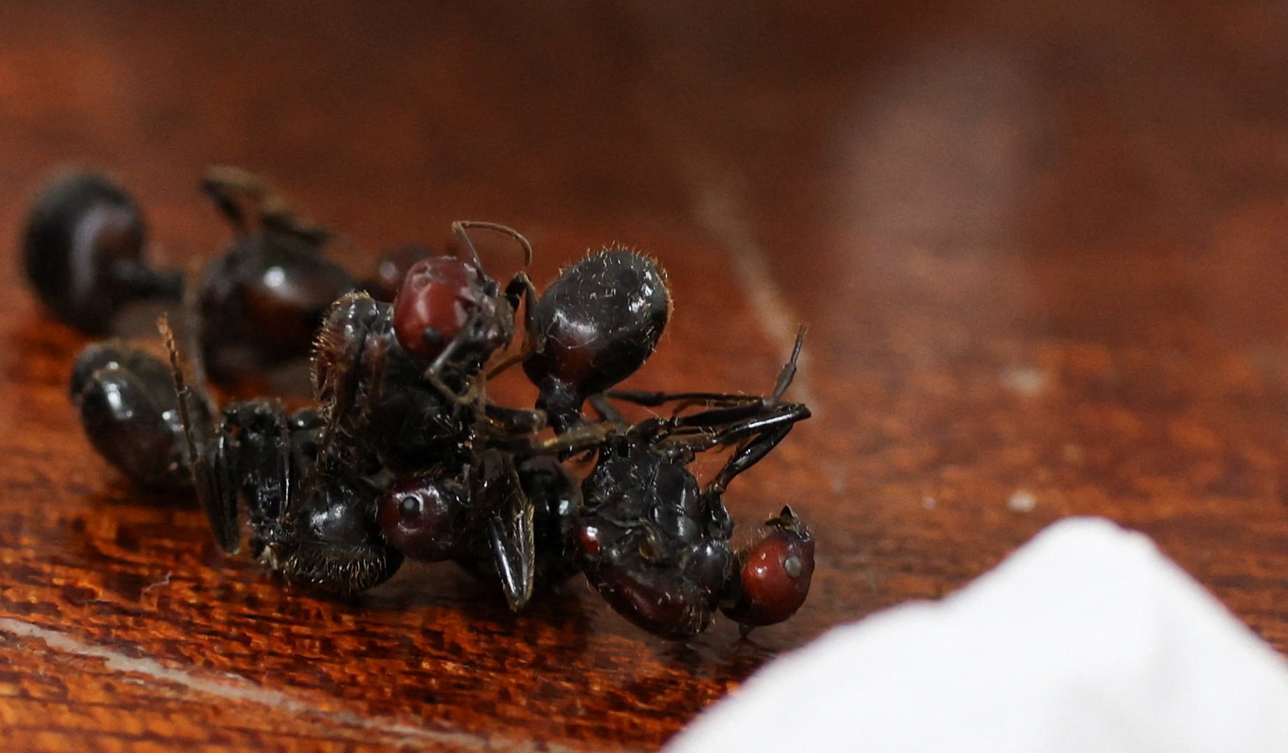 ليست مزحة.. كيف أصبح النمل "حيوانا أليفا" في أسواق سرية حول العالم؟