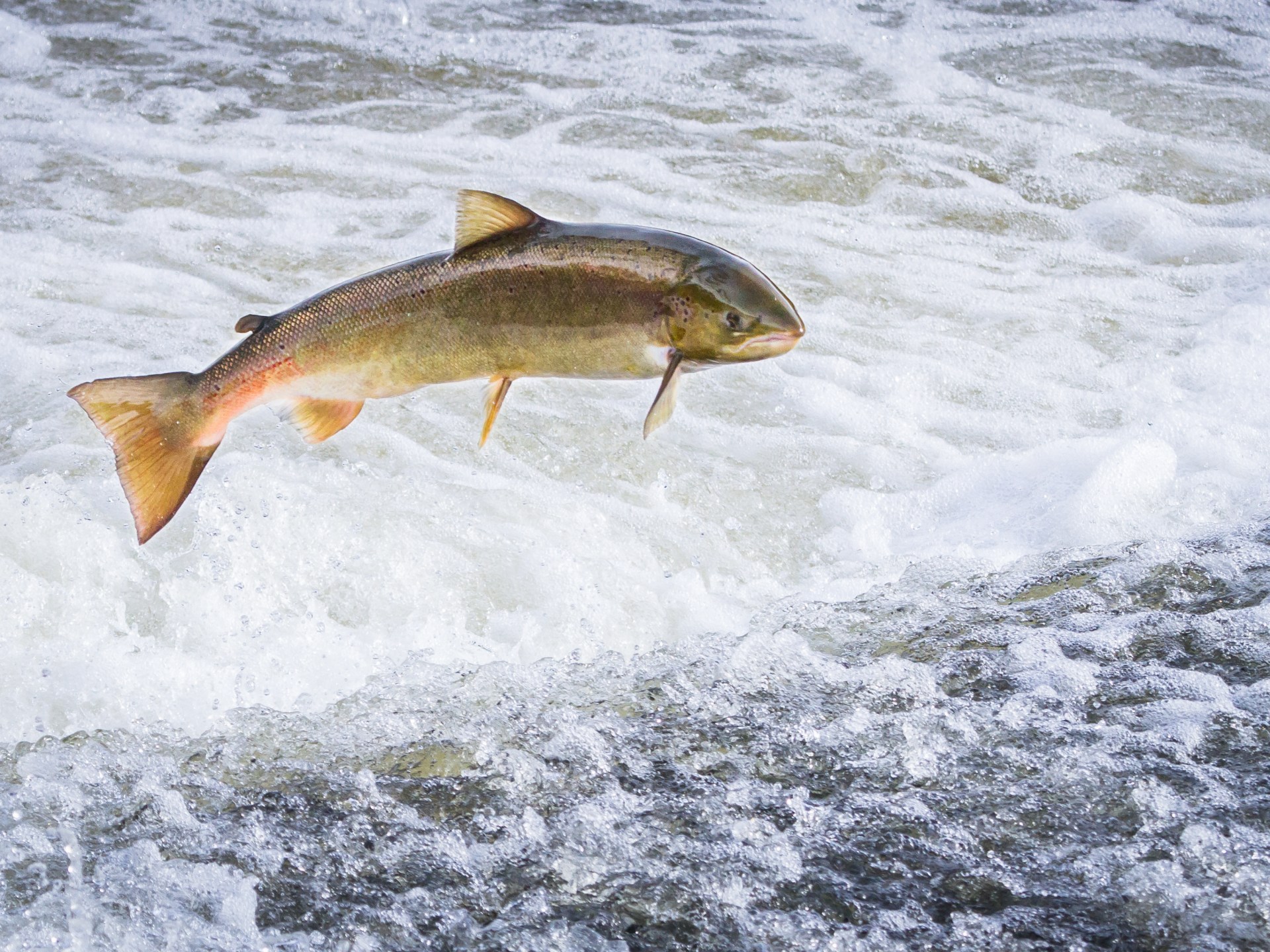 بسبب التلوث.. علماء يرصدون "الكوكايين" في أجساد أسماك السلمون