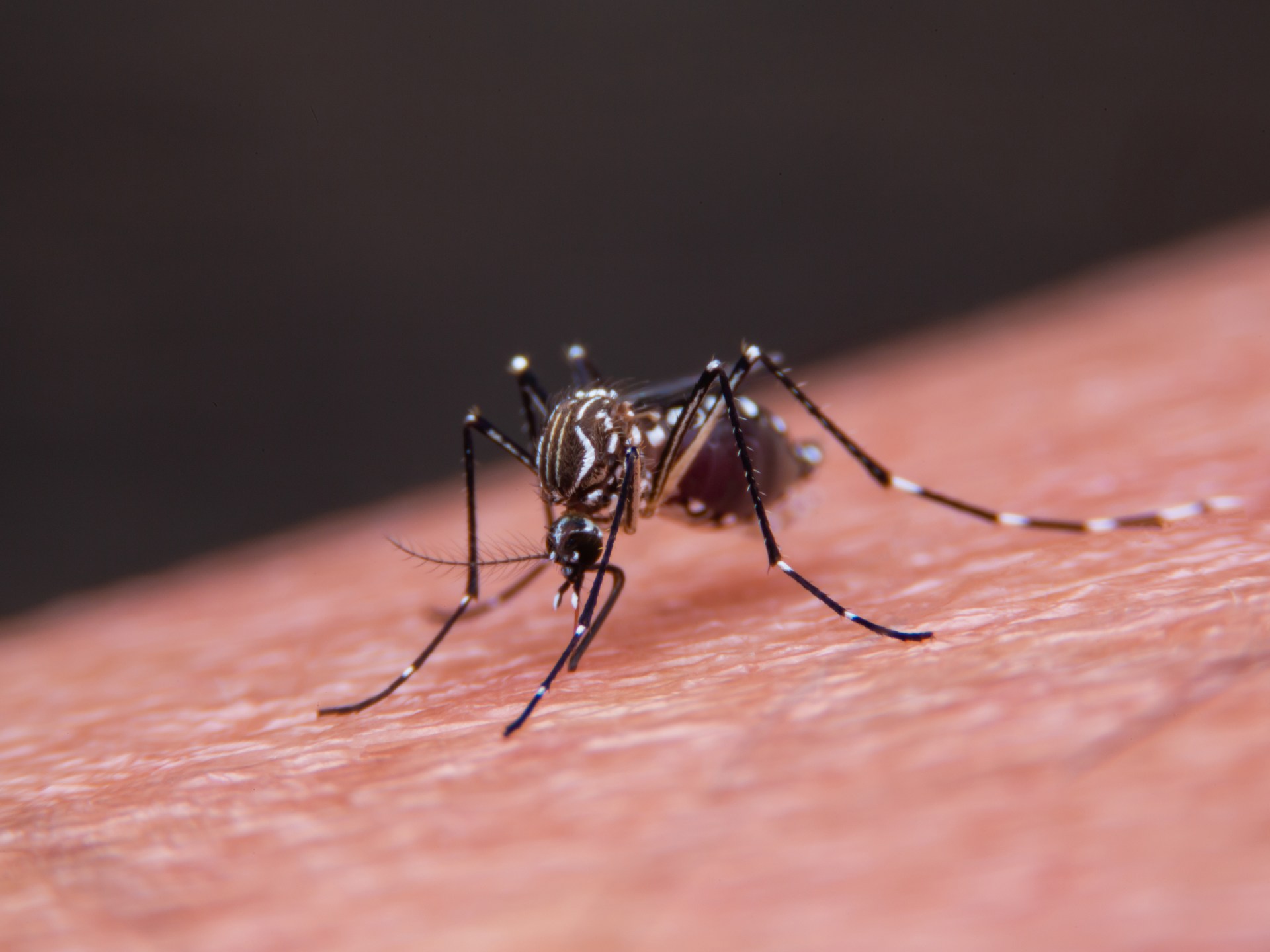 لدغات البعوض.. لماذا تزداد وكيف نتجنبها؟