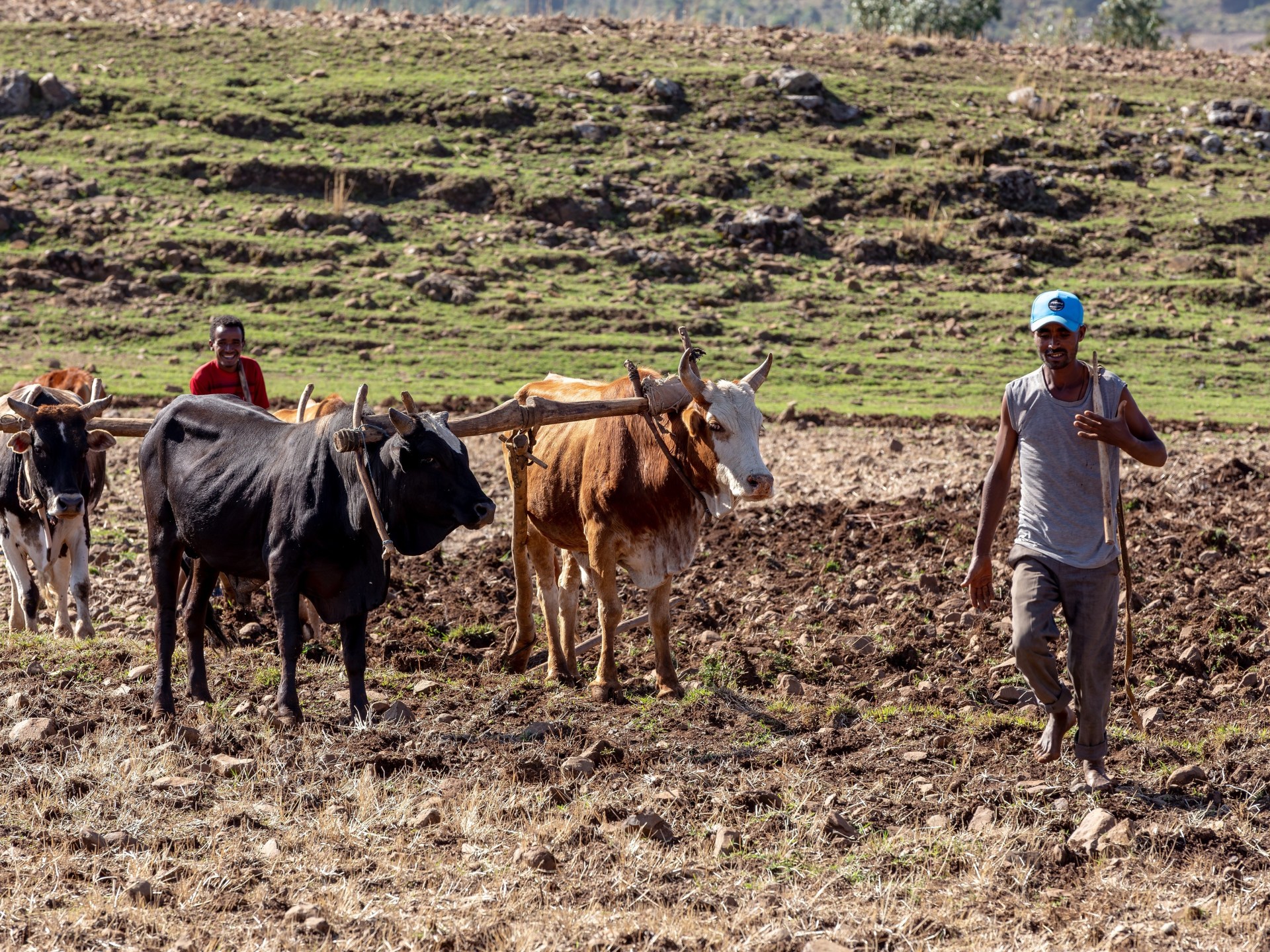 "الجفاف الخفي".. كيف تسلل إلى إثيوبيا رغم هطول الأمطار؟