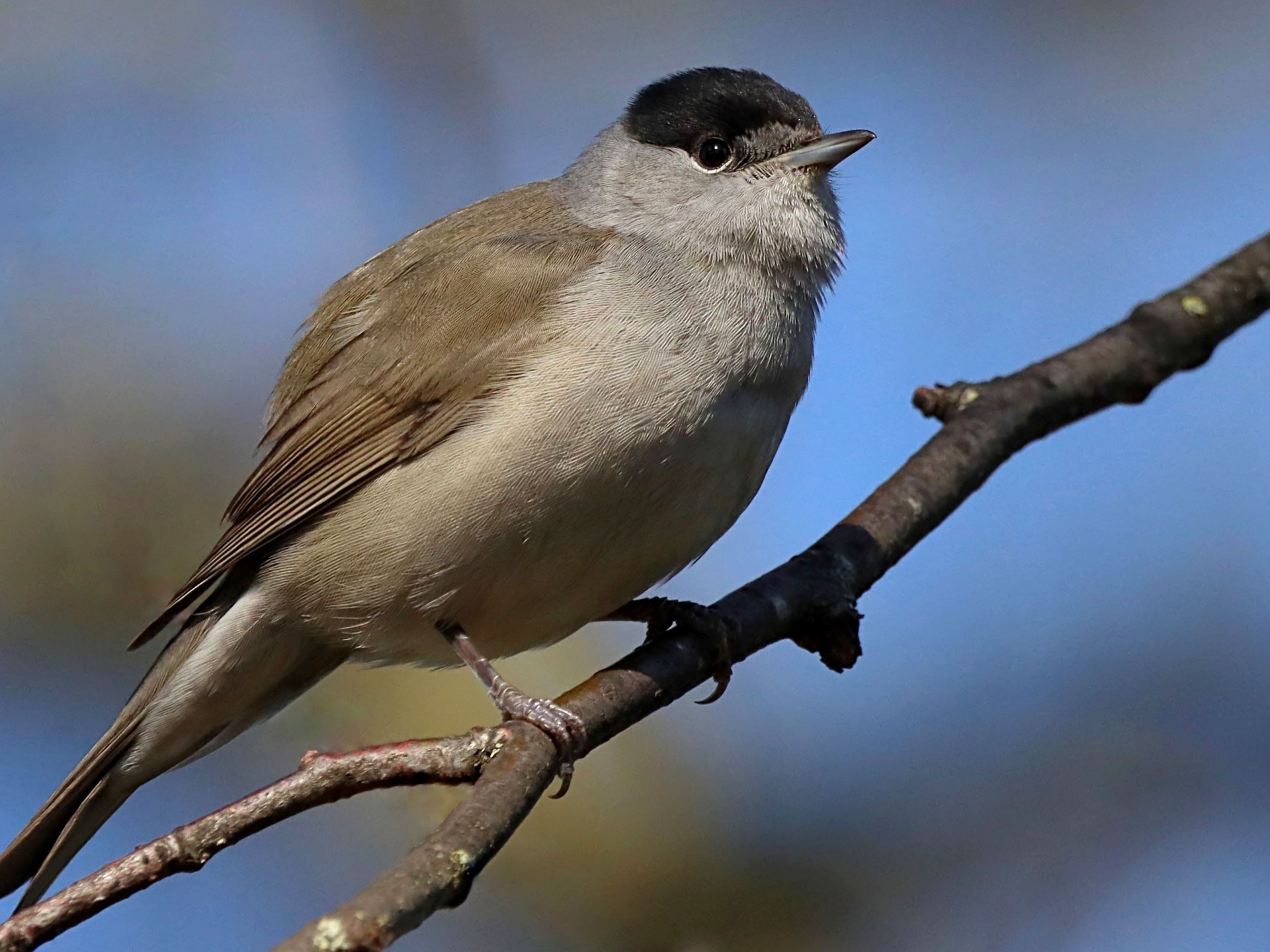 خريطة دماغ طائر مهاجر.. أداة جديدة لفهم أسرار الملاحة