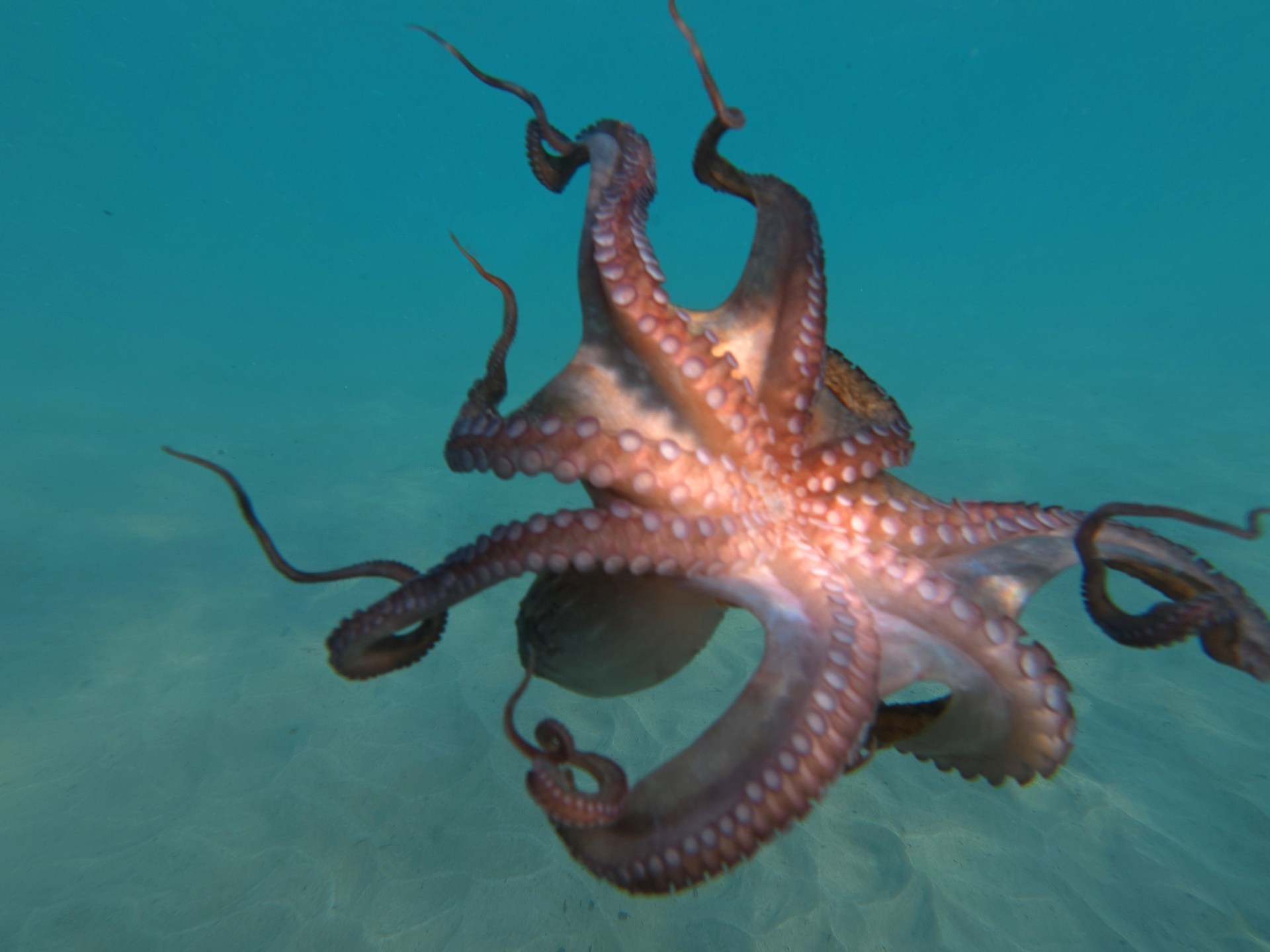 بطول 19 مترا.. أخطبوطات عملاقة حكمت بحار الأرض ونافست الديناصورات