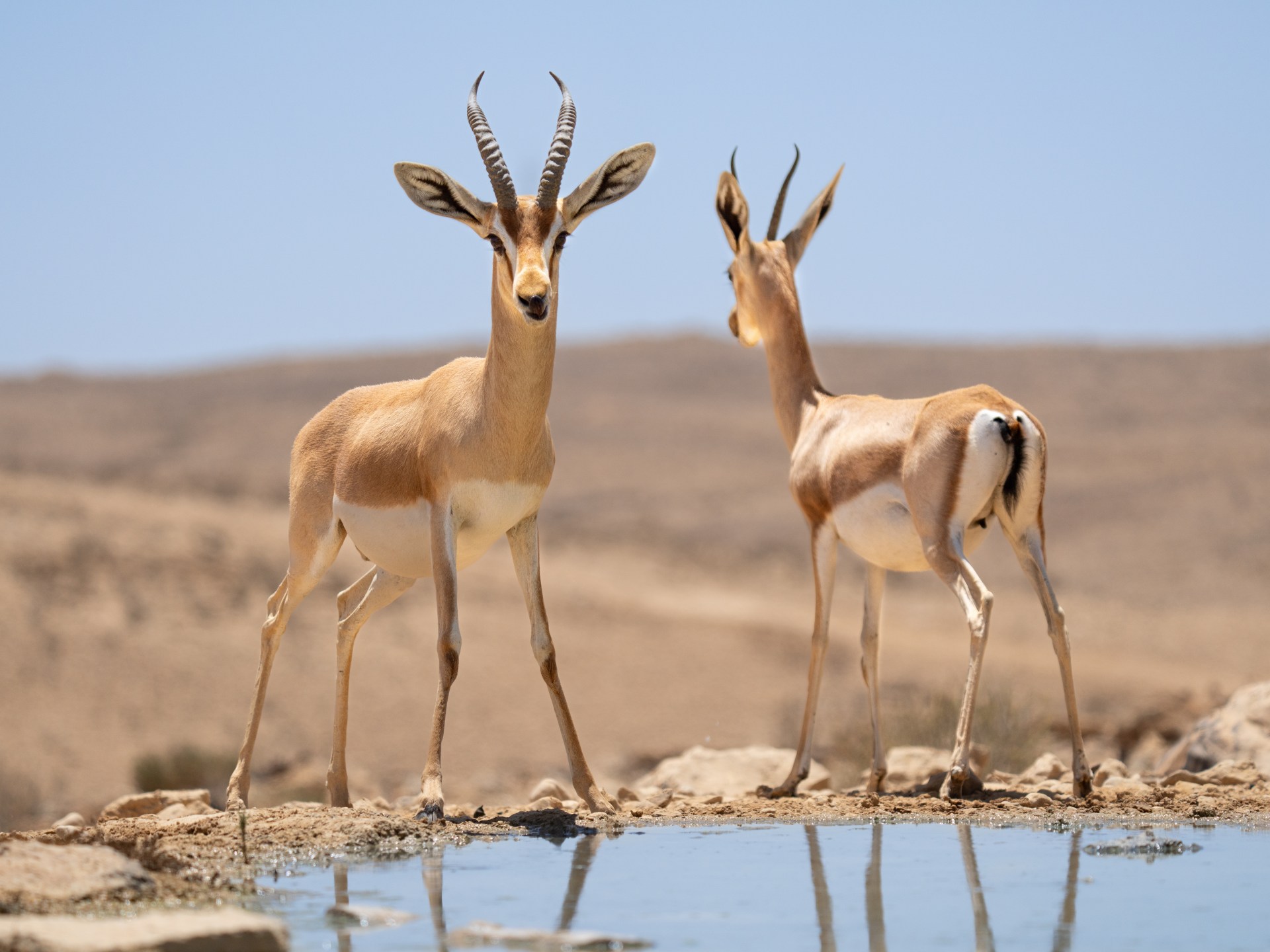 غزال "دوركاس".. أعجوبة صحراوية في ليبيا تقدم دروسا للبشر