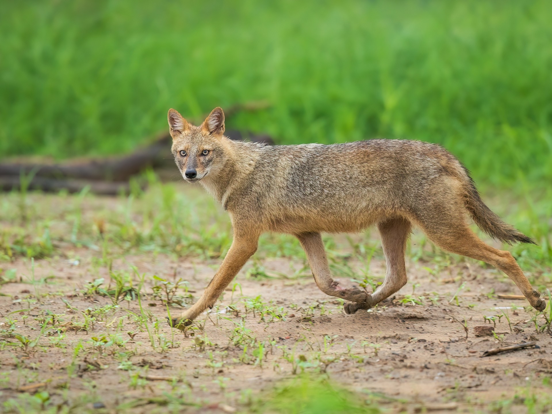 مذبحة الذئاب في إيطاليا.. هل توترت العلاقة مع البشر؟