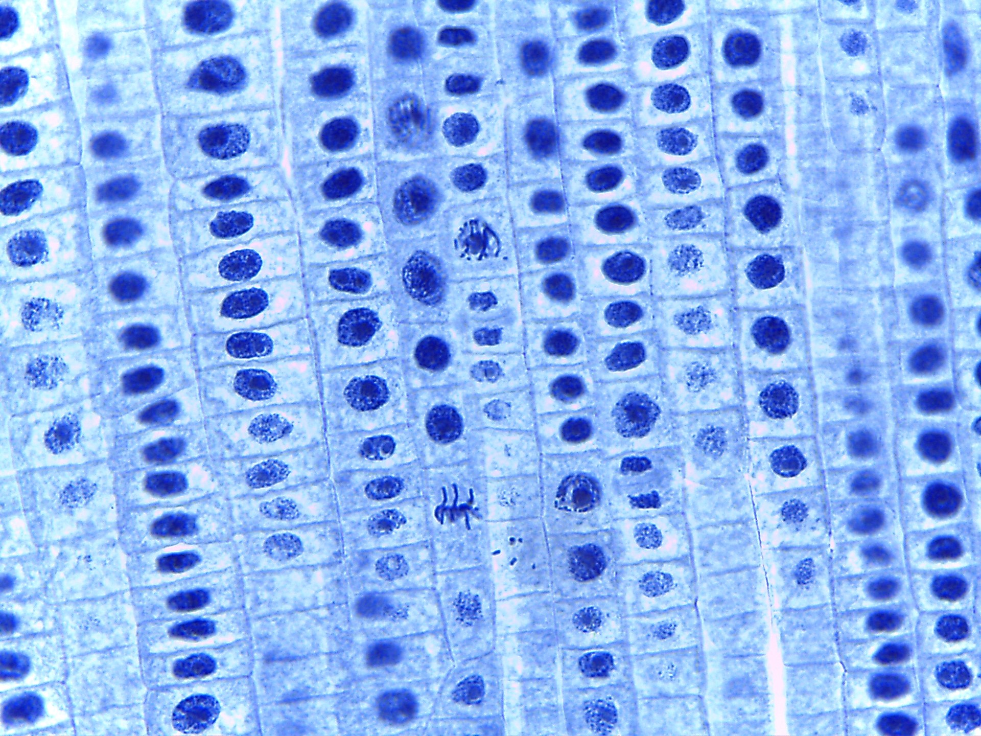 الإنزيمات تمتلك ذاكرة.. اكتشاف يؤكد أن الخلايا تشبه "مدنا متقدمة"