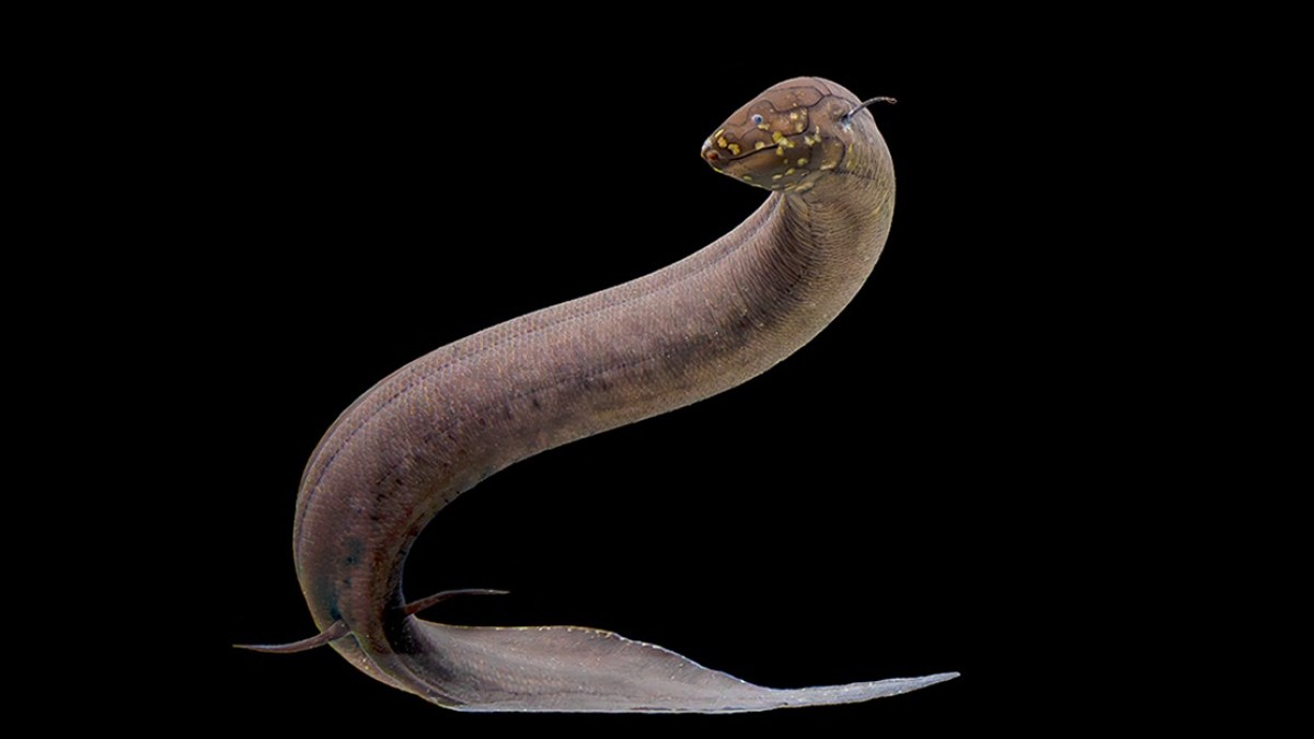 سمكة عجيبة تمتلك 30 ضعف جينوم البشر.. فهل يمنحها ذلك قدرات استثنائية؟