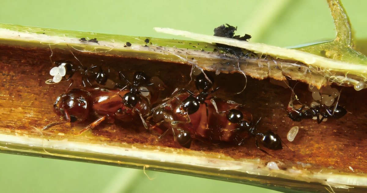 تحالف استوائي عريق يترنح.. دبابير مفترسة تستولي على بيوت النمل