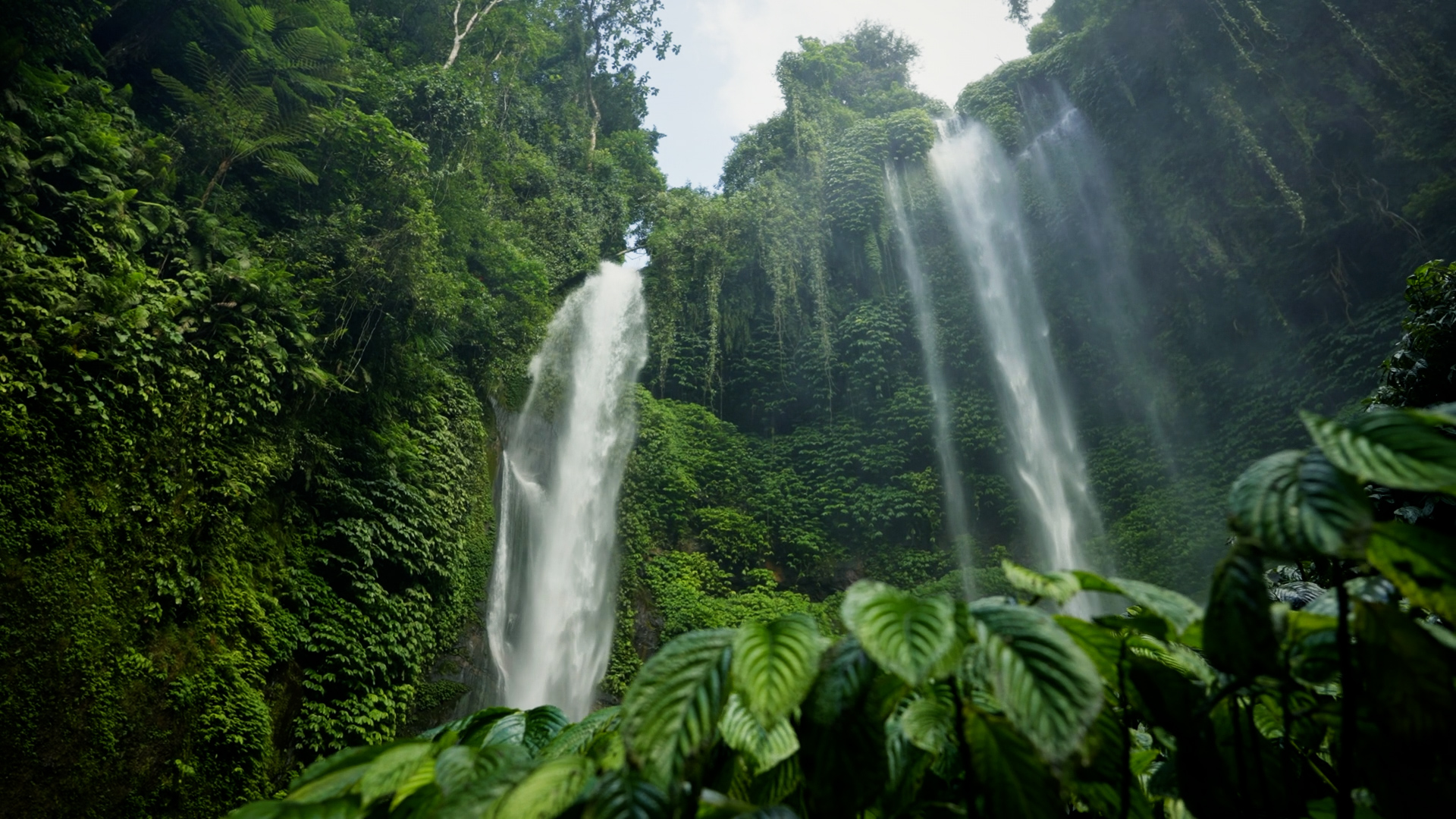 شاهد.. سمكة صغيرة تتحدى الجاذبية بتسلق شلال ارتفاعه 15 مترا
