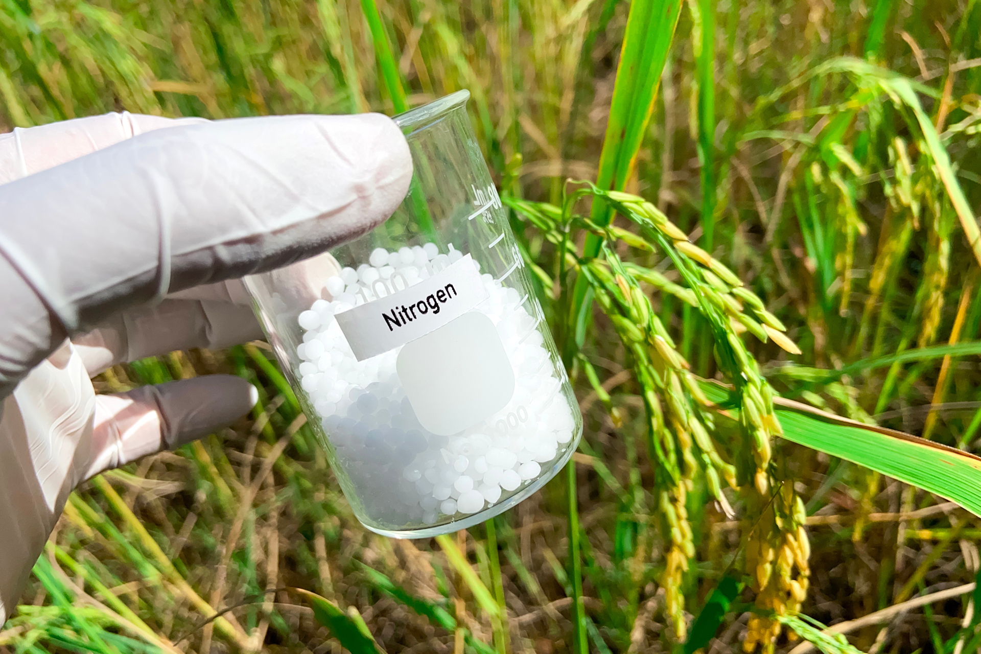 كيف يتحكم الغاز الطبيعي في رغيف الخبز؟